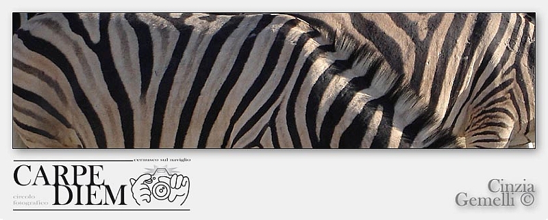 Zebra texture.jpg -                                